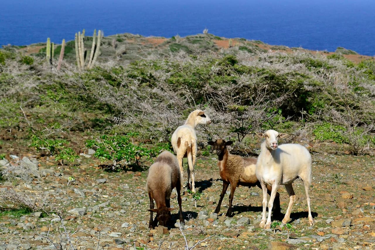 Goats on arid rocky terrain in Arikok National Park, Aruba