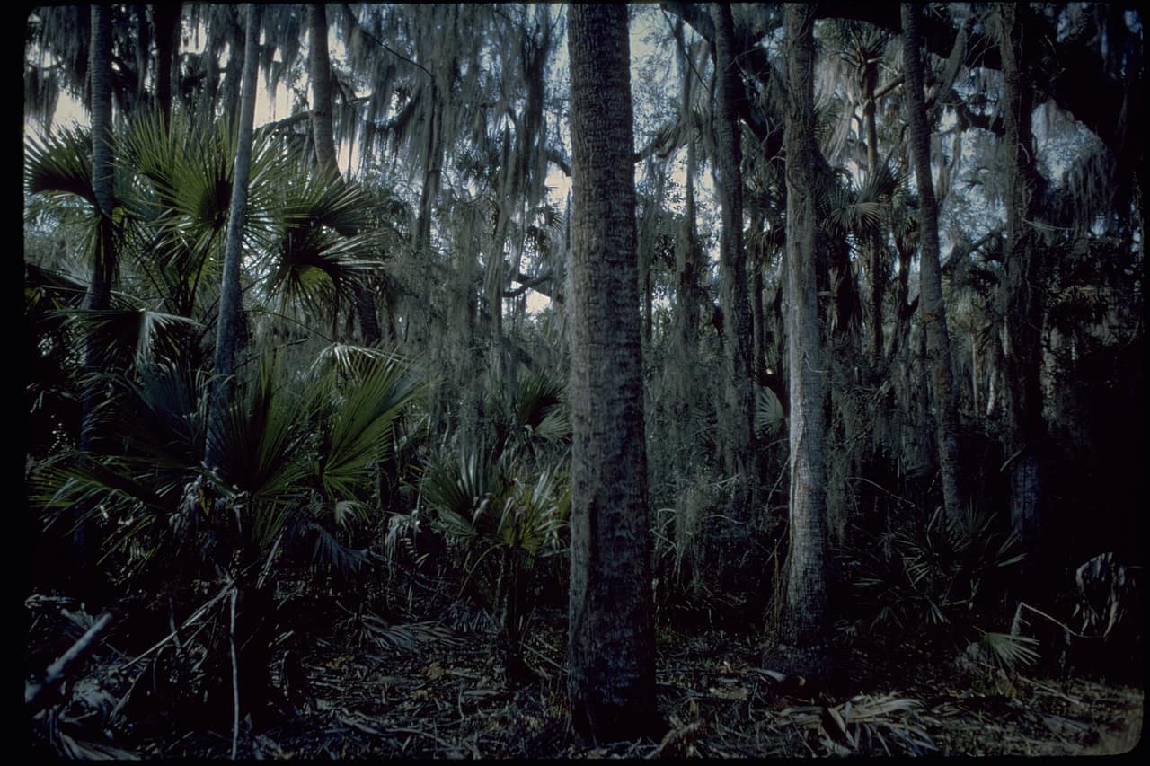 Undeveloped dune and beach along Canaveral National Seashore on Florida's Atlantic coast