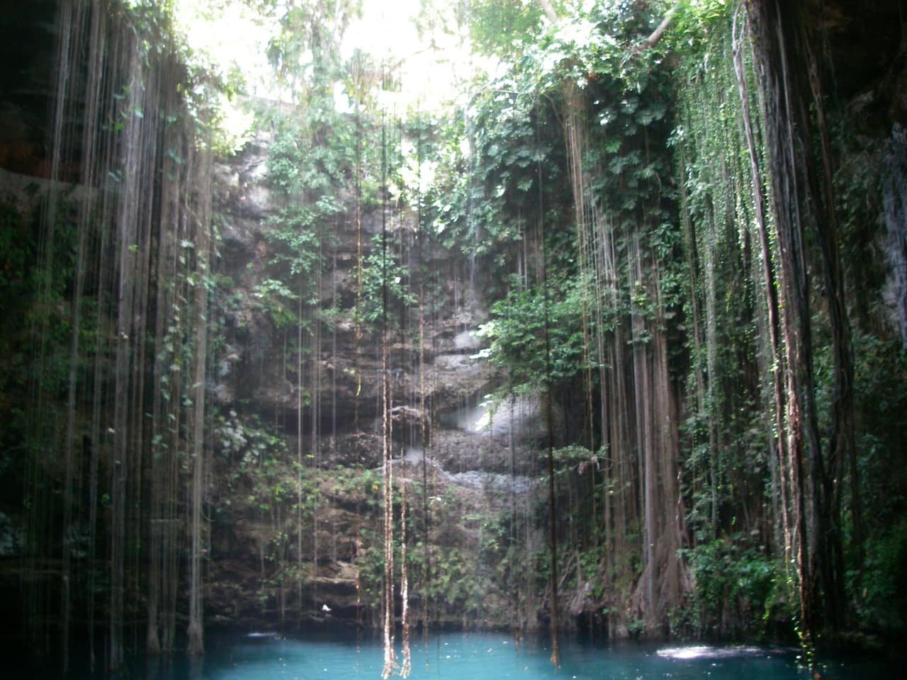 Circular open cenote with vines hanging down to clear blue water in Yucatan, Mexico
