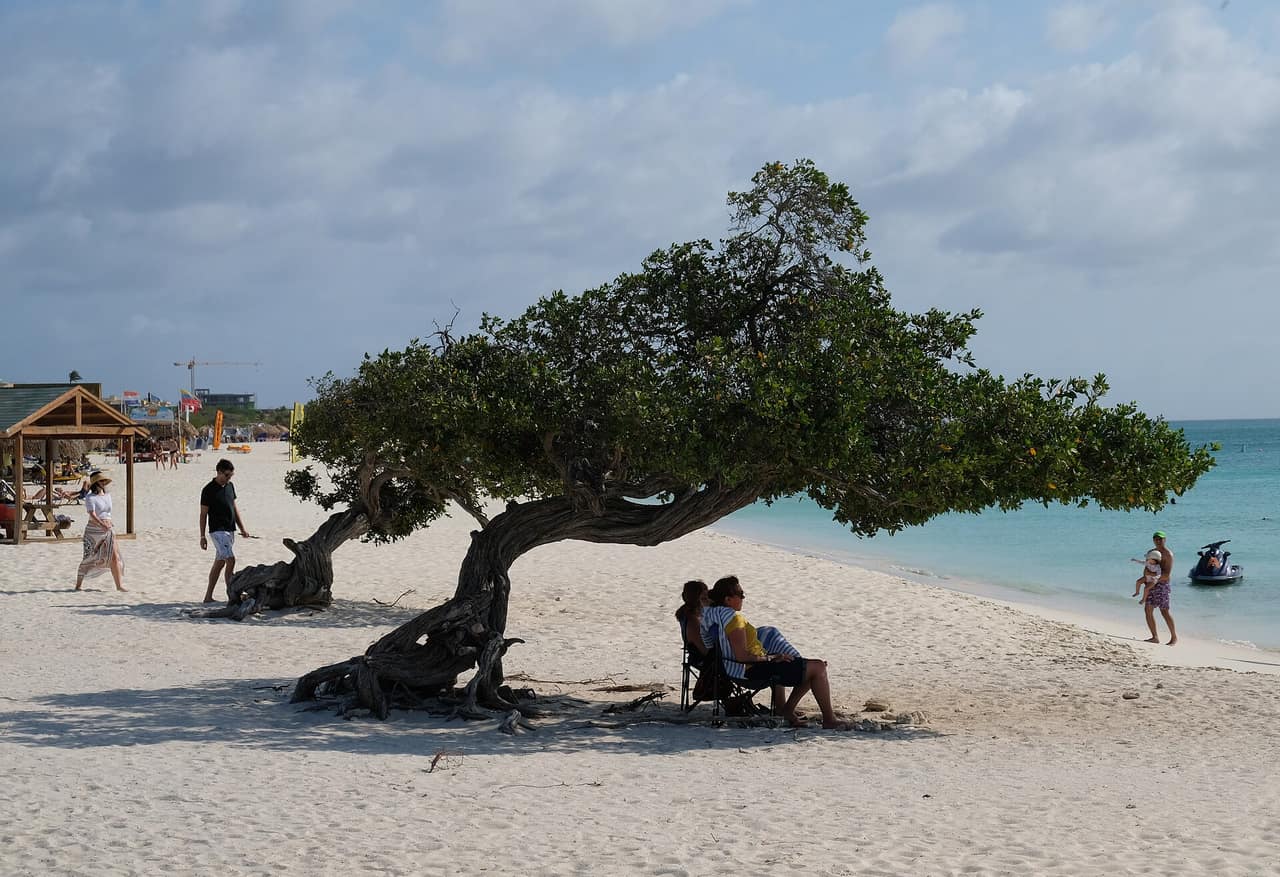 A divi-divi tree on the white sand of Eagle Beach, Aruba, with turquoise water behind
