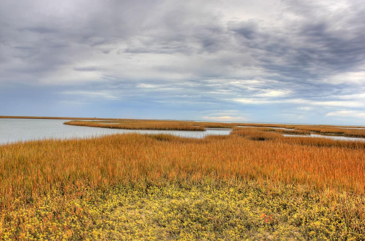 Coastal wetland with shoreline plants at Galveston Island State Park, Texas
