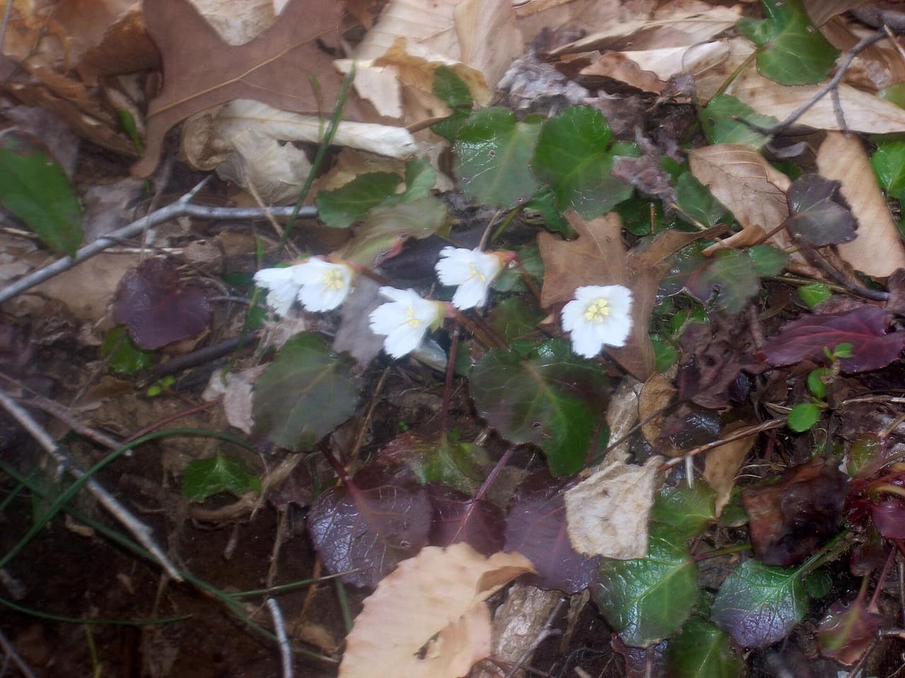 White Oconee bell wildflowers with rounded green leaves growing on a forest floor