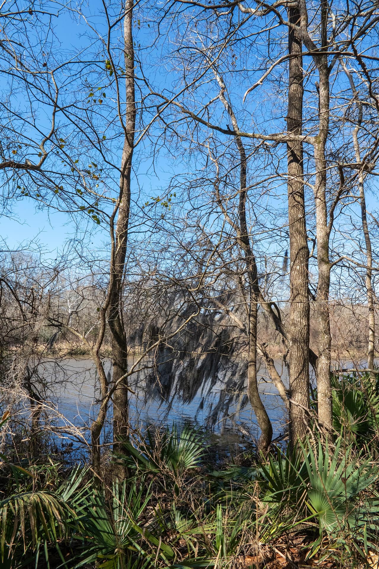 Pine forest meeting the water at Lake Conroe within Sam Houston National Forest