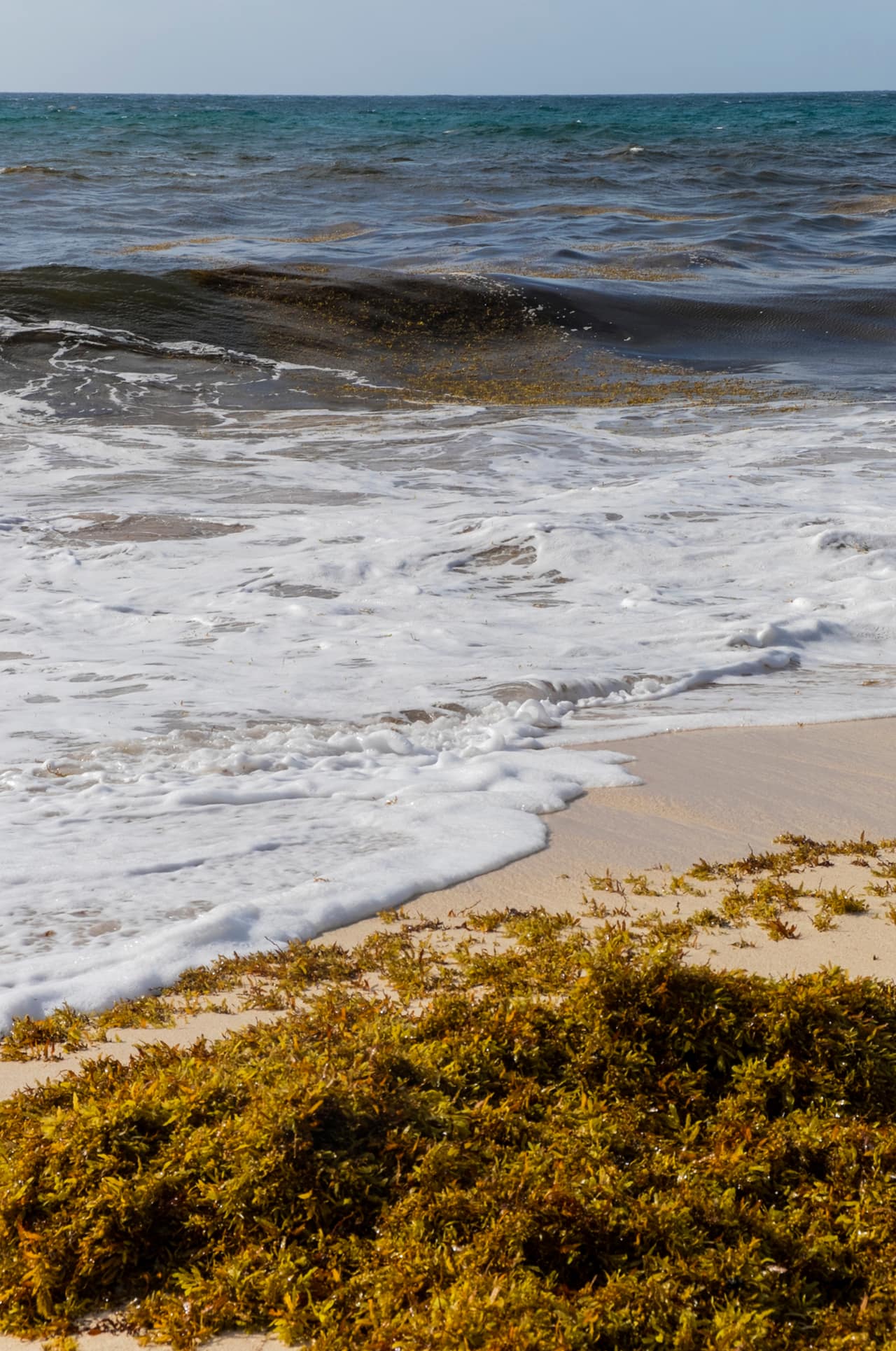 Thick line of brown sargassum seaweed washed up along the tideline of a sandy beach
